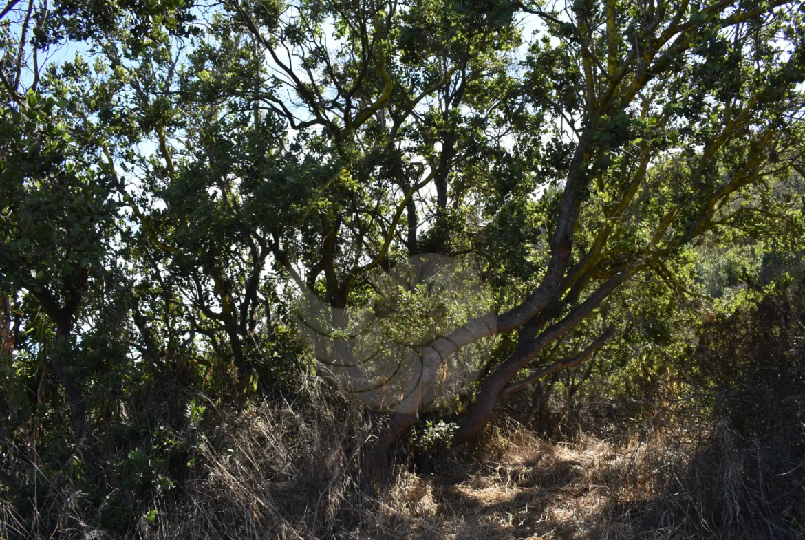 Carcacola Propiedades Terreno vista panorámica cerca de Maitencillo3