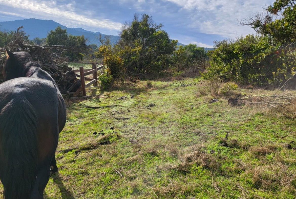 Caracola Propiedades Terreno en venta en Cachagua alto 10