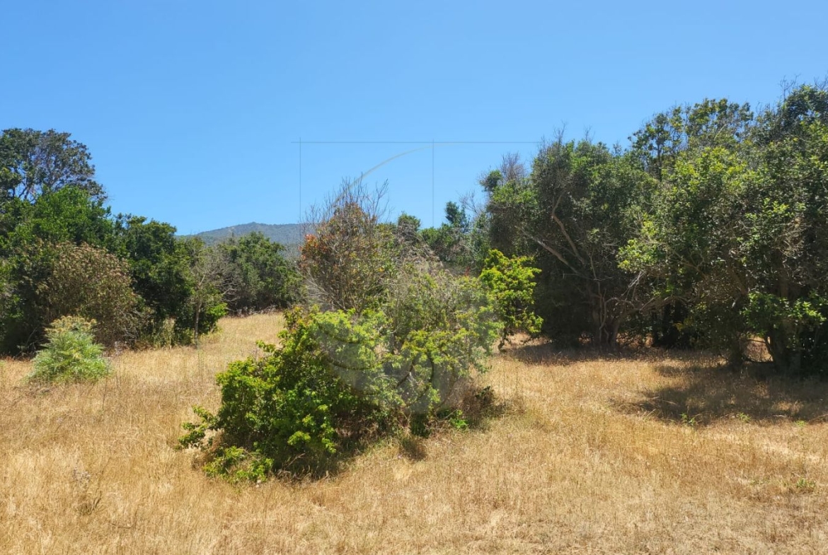 Caracola Propiedades Terreno en venta en Cachagua alto 7