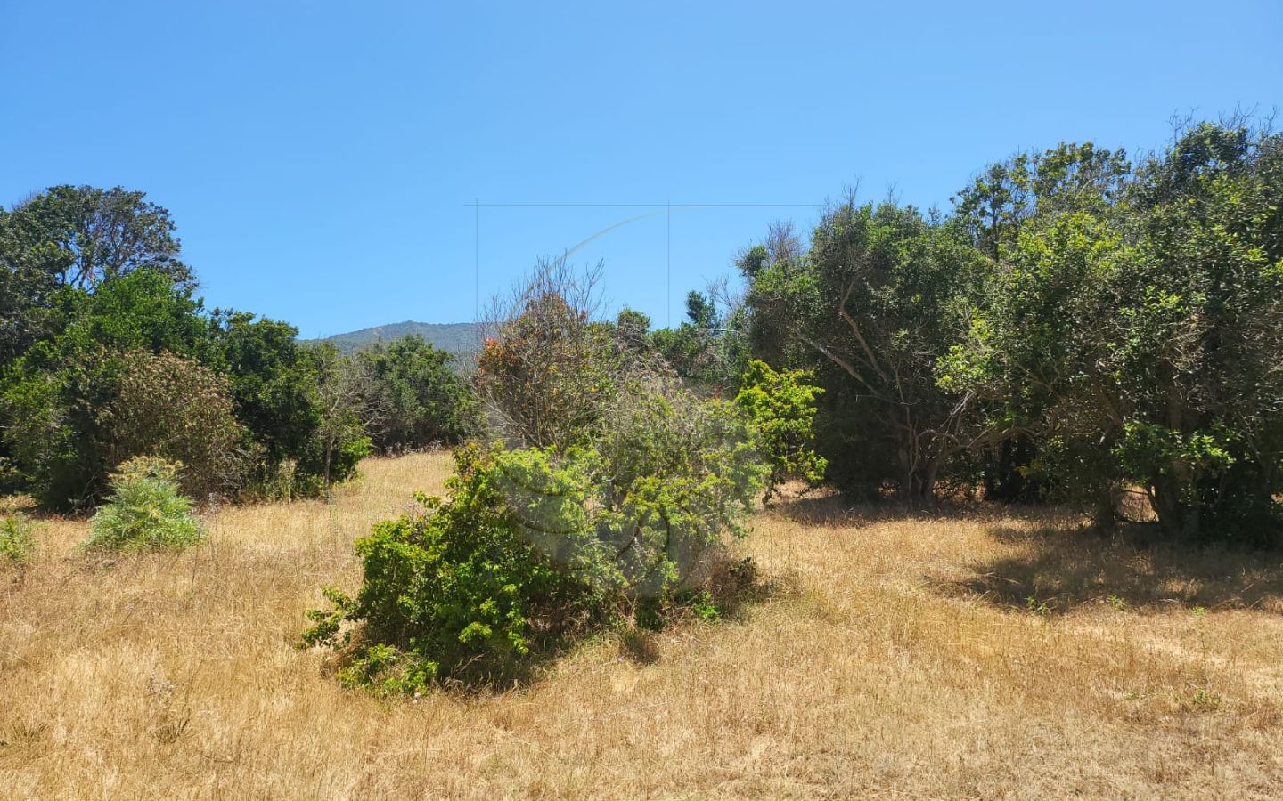 Caracola Propiedades Terreno en venta en Cachagua alto 7